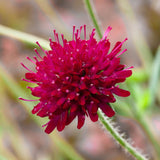 Knautia macedonica, planta perena cu flori bordo pentru polenizatori