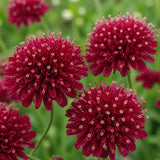 Knautia macedonica, planta perena cu flori bordo pentru polenizatori