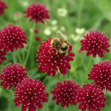 Knautia macedonica, planta perena cu flori bordo pentru polenizatori