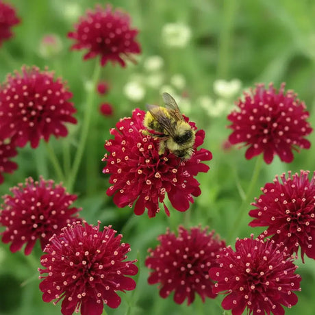 Knautia macedonica, planta perena cu flori bordo pentru polenizatori