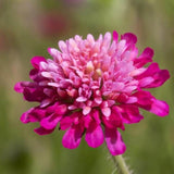 Knautia Melton Pastels, planta perena cu flori Ppastelate pentru polenizatori si gradini naturale