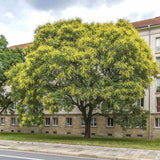 Arborele Lampion (Koelreuteria paniculata), arbore decorativ cu flori galbene, rezistent la seceta si ger