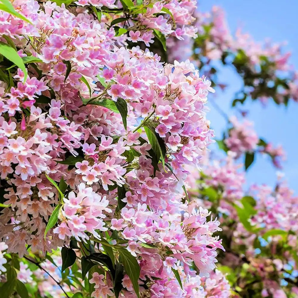 Arbustul frumusetii (Kolkwitzia amabilis) Pink Cloud,  flori roz parfumate, rezistent la frig