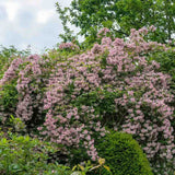 Arbustul frumusetii (Kolkwitzia amabilis) Pink Cloud,  flori roz parfumate, rezistent la frig