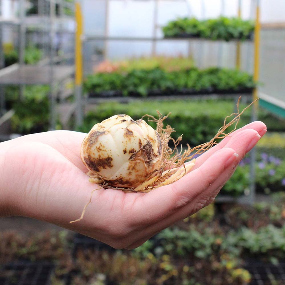 Bulbi de Crini imperiali Asiatic Red, set de 2 bulbi cu flori rosii aprinse, rezistenti la frig, inflorire iunie-iulie