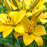 Bulbi de Crini imperiali  Asiatic Yellow, set de 2 bulbi cu flori galbene intense, rezistenti la frig, inflorire iunie-iulie