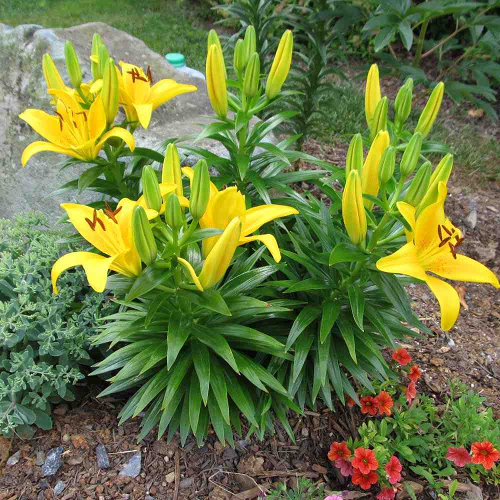 Bulbi de Crini imperiali  Asiatic Yellow, set de 2 bulbi cu flori galbene intense, rezistenti la frig, inflorire iunie-iulie