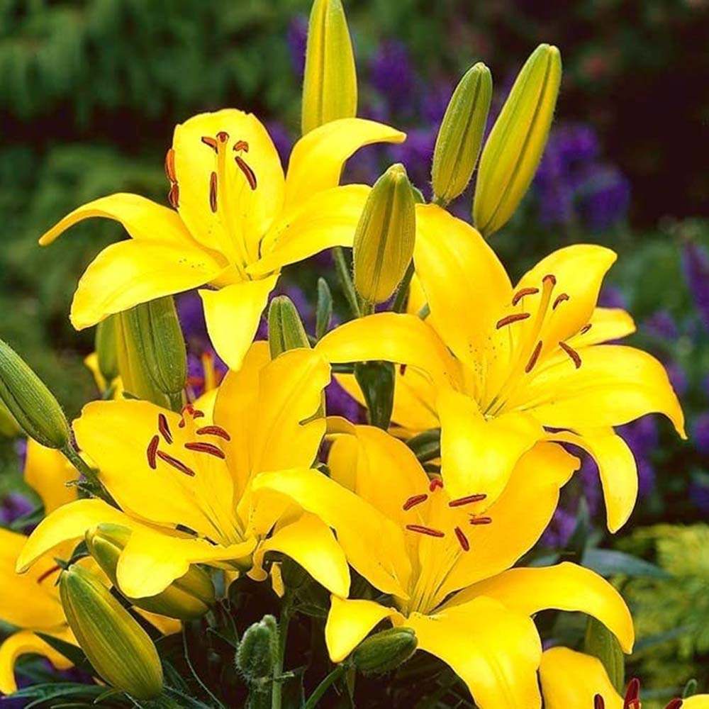 Bulbi de Crini imperiali  Asiatic Yellow, set de 2 bulbi cu flori galbene intense, rezistenti la frig, inflorire iunie-iulie