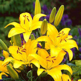 Bulbi de Crini imperiali  Asiatic Yellow, set de 2 bulbi cu flori galbene intense, rezistenti la frig, inflorire iunie-iulie