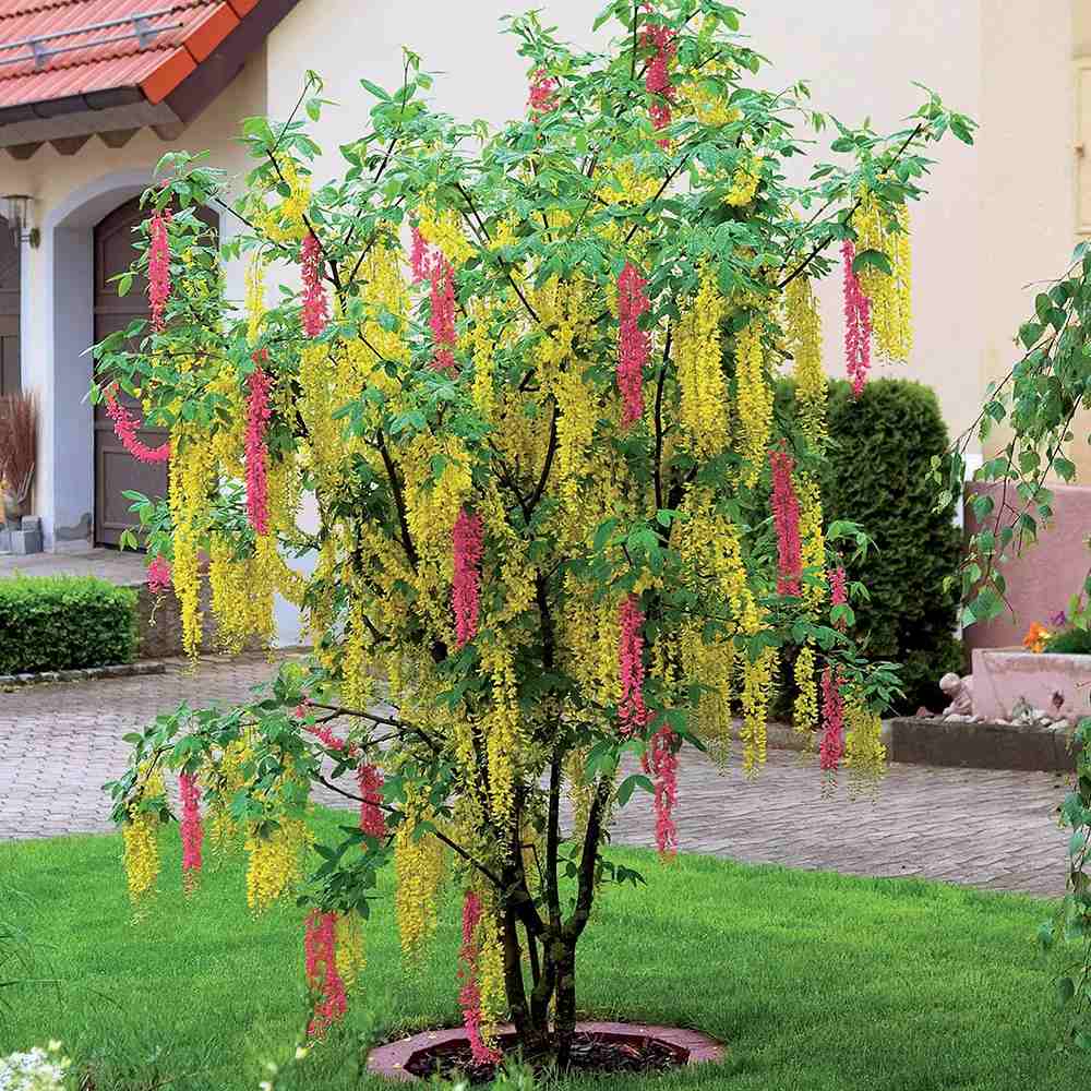 Laburnocytisus Adamii