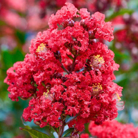 Liliac Indian Tip Copac Enduring Summer Red (Lagerstroemia Indica), copac ornamental cu flori rosii parfumate, rezistent la seceta si ger