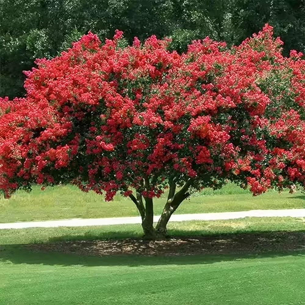 Liliac Indian Arbustiv Dynamite (Lagerstroemia), cu flori rosu intens, inflorire lunga si crestere rapida