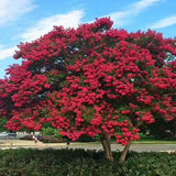Liliac Indian Arbustiv Dynamite (Lagerstroemia), cu flori rosu intens, inflorire lunga si crestere rapida