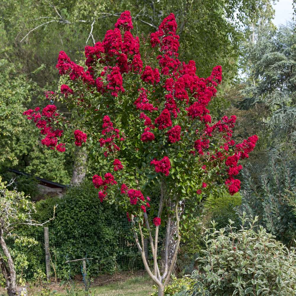 Liliac Indian Arbustiv Dynamite (Lagerstroemia), cu flori rosu intens, inflorire lunga si crestere rapida