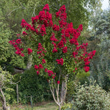 Liliac Indian Arbustiv Dynamite (Lagerstroemia), cu flori rosu intens, inflorire lunga si crestere rapida