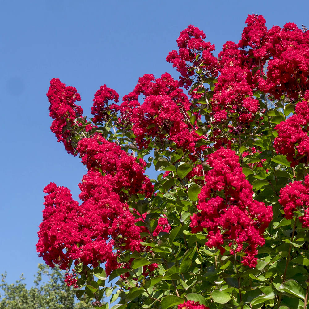 Liliac Indian Arbustiv Dynamite (Lagerstroemia), cu flori rosu intens, inflorire lunga si crestere rapida