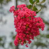Liliac Indian Arbustiv Dynamite (Lagerstroemia), cu flori rosu intens, inflorire lunga si crestere rapida