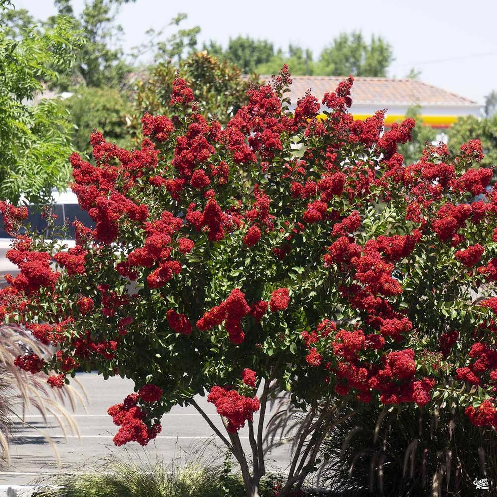 Liliac Indian Arbustiv Dynamite (Lagerstroemia), cu flori rosu intens, inflorire lunga si crestere rapida