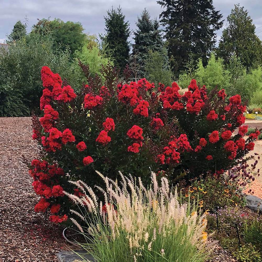 Liliac Indian Arbustiv Enduring Summer Red (Lagerstroemia Indica), cu flori rosu- intens, inflorire continua