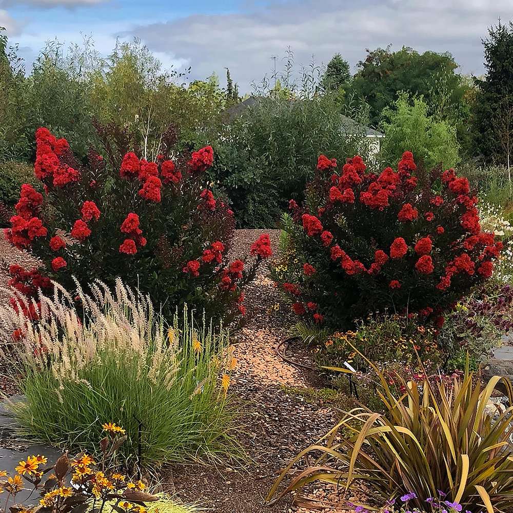 Liliac Indian Arbustiv Enduring Summer Red (Lagerstroemia Indica), cu flori rosu- intens, inflorire continua