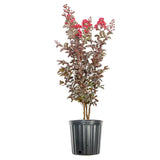Liliac Indian Copac Rubra Magnifica, arbore de vara cu flori rosii-carmine, inflorire prelungita