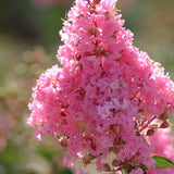 Liliac Indian Copac Sioux (Lagerstroemia), arbore de vara cu flori roz intens vara, inflorire lunga, rezistent la seceta pentru gradini insorite