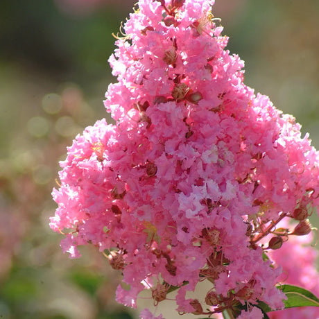 Liliac Indian Copac Sioux (Lagerstroemia), arbore de vara cu flori roz intens vara, inflorire lunga, rezistent la seceta pentru gradini insorite