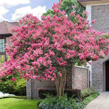Liliac Indian Copac Sioux (Lagerstroemia), arbore de vara cu flori roz intens vara, inflorire lunga, rezistent la seceta pentru gradini insorite