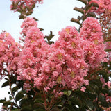 Liliac Indian Copac Sioux (Lagerstroemia), arbore de vara cu flori roz intens vara, inflorire lunga, rezistent la seceta pentru gradini insorite