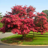 Liliac Indian Copac Tuscarora (Lagerstroemia), arbore de vara cu flori roz coral intens vara, inflorire lunga, rezistent la seceta pentru gradini insorite