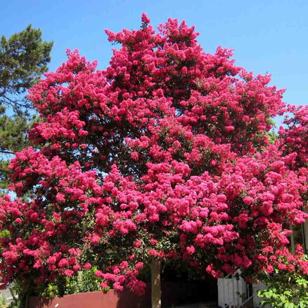 Liliac Indian Copac Tuscarora (Lagerstroemia), arbore de vara cu flori roz coral intens vara, inflorire lunga, rezistent la seceta pentru gradini insorite