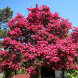 Liliac Indian Copac Tuscarora (Lagerstroemia), arbore de vara cu flori roz coral intens vara, inflorire lunga, rezistent la seceta pentru gradini insorite