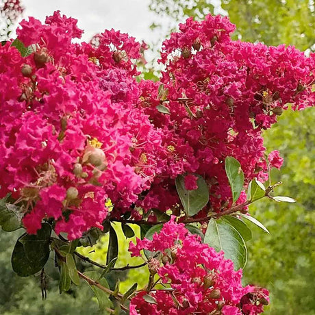 Liliac Indian Copac Tuscarora (Lagerstroemia), arbore de vara cu flori roz coral intens vara, inflorire lunga, rezistent la seceta pentru gradini insorite