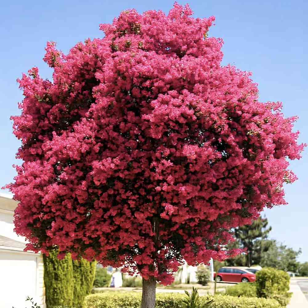 Liliac Indian Copac Tuscarora (Lagerstroemia), arbore de vara cu flori roz coral intens vara, inflorire lunga, rezistent la seceta pentru gradini insorite