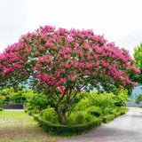 Liliac Indian Copac Tuscarora (Lagerstroemia), arbore de vara cu flori roz coral intens vara, inflorire lunga, rezistent la seceta pentru gradini insorite