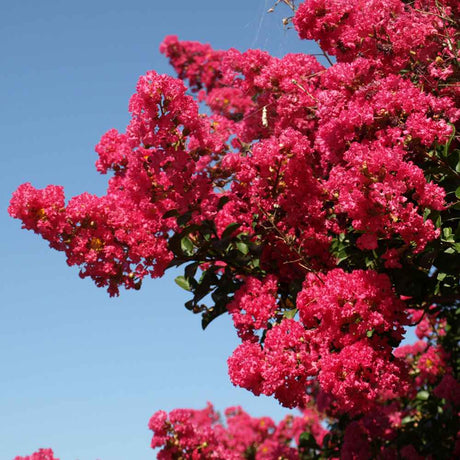 Liliac Indian Arbustiv Tuskegee, arbore de vara cu flori roz-rosu-intens, inflorire lunga, crestere rapida