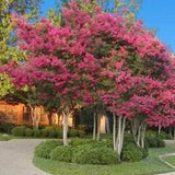 Liliac Indian Arbustiv Tuskegee, arbore de vara cu flori roz-rosu-intens, inflorire lunga, crestere rapida