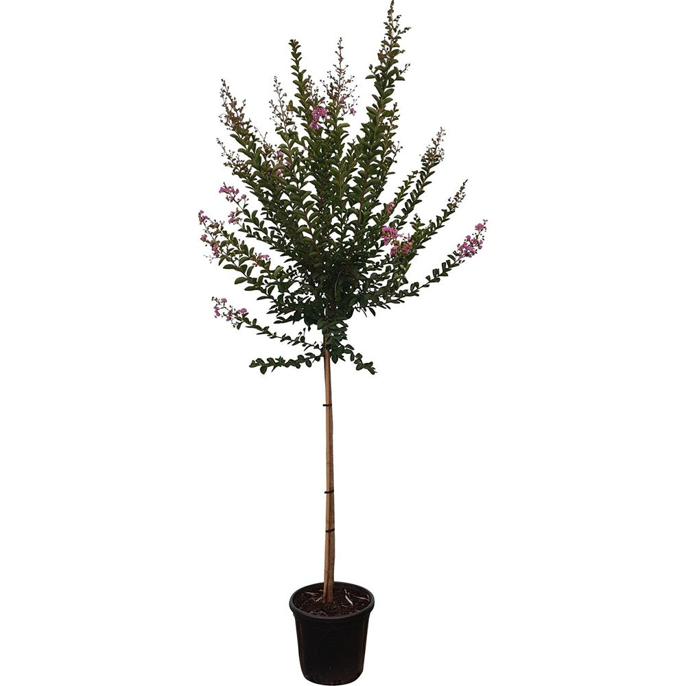 Liliac Indian Seaburn (Lagerstroemia), arbore de vara cu flori roz-carmine, inflorire lunga, port compact