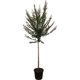 Liliac Indian Seaburn (Lagerstroemia), arbore de vara cu flori roz-carmine, inflorire lunga, port compact