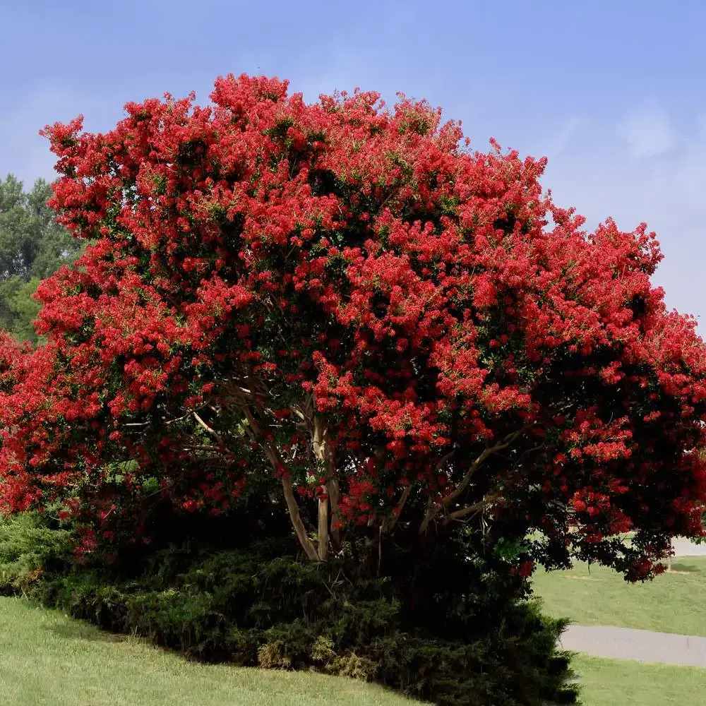 Liliac Indian Copac Dynamite (Lagerstroemia), arbore de vara cu flori rosii intens, inflorire lunga si crestere rapida