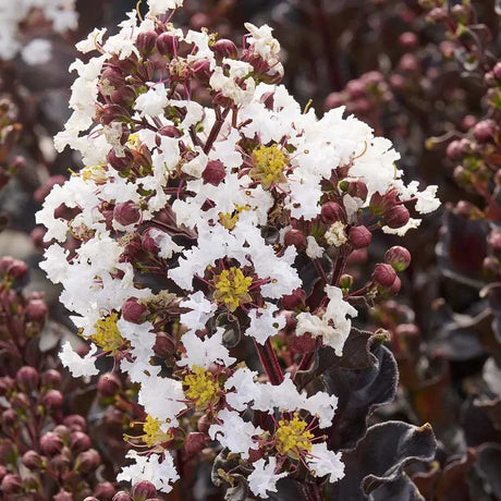 Liliac Indian Tip Copac Enduring Coconut Sorbet (Lagerstroemia Indica), copac ornamental cu flori albe parfumate, rezistent la seceta si ger