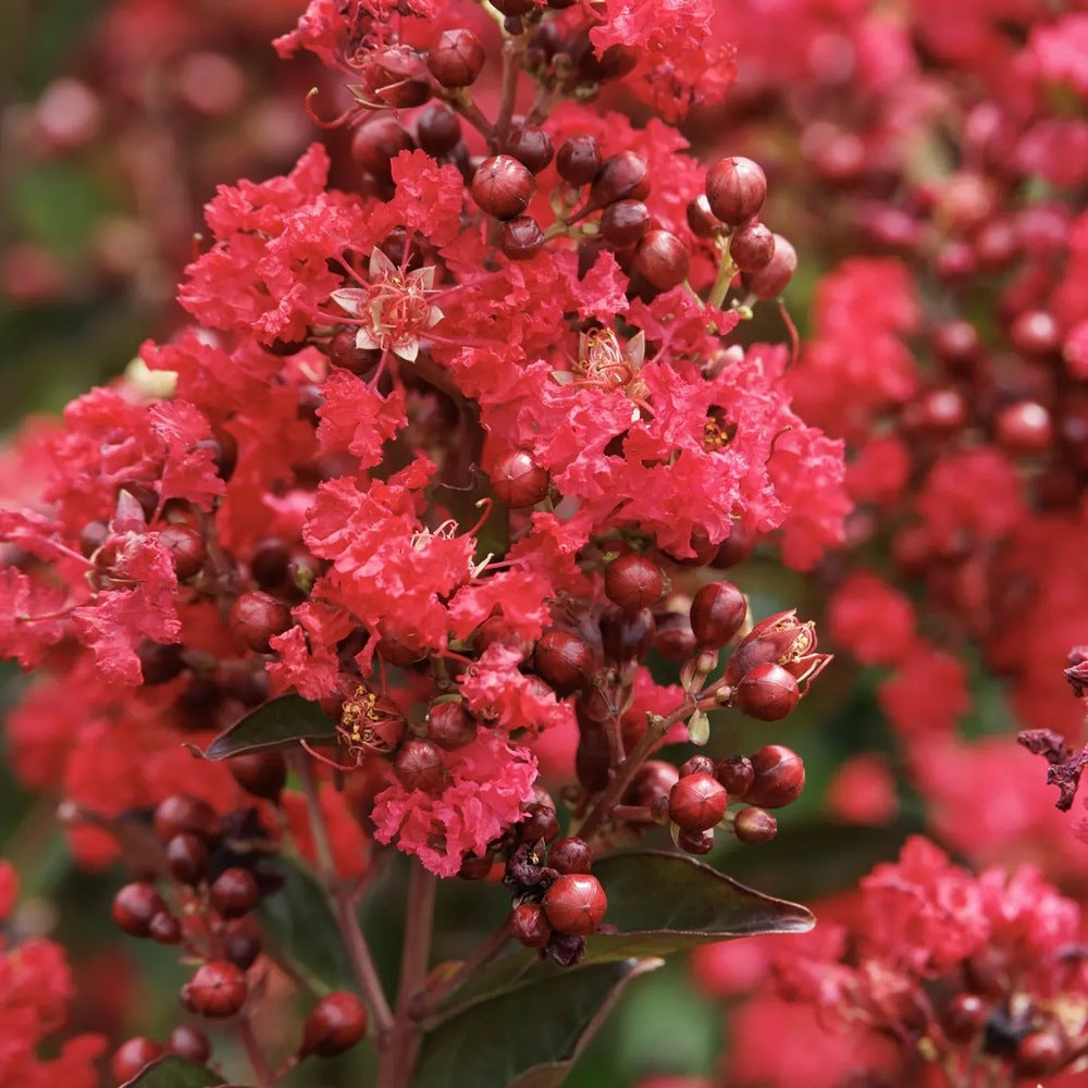 Liliac Indian Arbustiv Enduring Summer Red (Lagerstroemia Indica), cu flori rosu- intens, inflorire continua