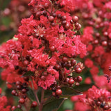Liliac Indian Arbustiv Enduring Summer Red (Lagerstroemia Indica), cu flori rosu- intens, inflorire continua