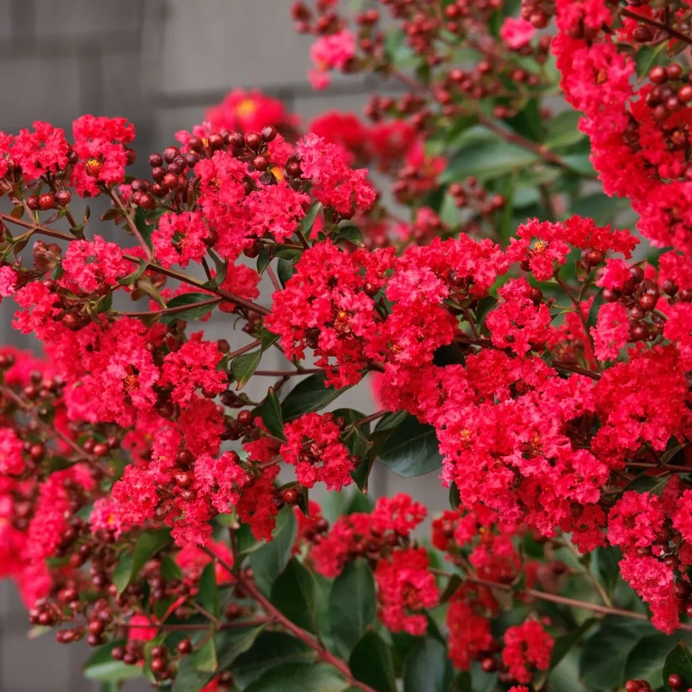 Liliac Indian Arbustiv Enduring Summer Red (Lagerstroemia Indica), cu flori rosu- intens, inflorire continua