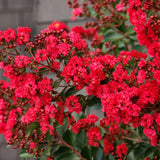 Liliac Indian Arbustiv Enduring Summer Red (Lagerstroemia Indica), cu flori rosu- intens, inflorire continua
