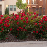Liliac Indian Arbustiv Enduring Summer Red (Lagerstroemia Indica), cu flori rosu- intens, inflorire continua