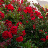 Liliac Indian Arbustiv Enduring Summer Red (Lagerstroemia Indica), cu flori rosu- intens, inflorire continua