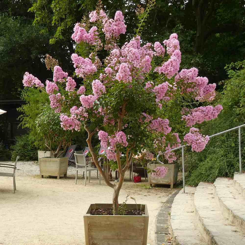 Liliac Indian Seaburn (Lagerstroemia), arbore de vara cu flori roz-carmine, inflorire lunga, port compact