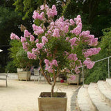 Liliac Indian Seaburn (Lagerstroemia), arbore de vara cu flori roz-carmine, inflorire lunga, port compact