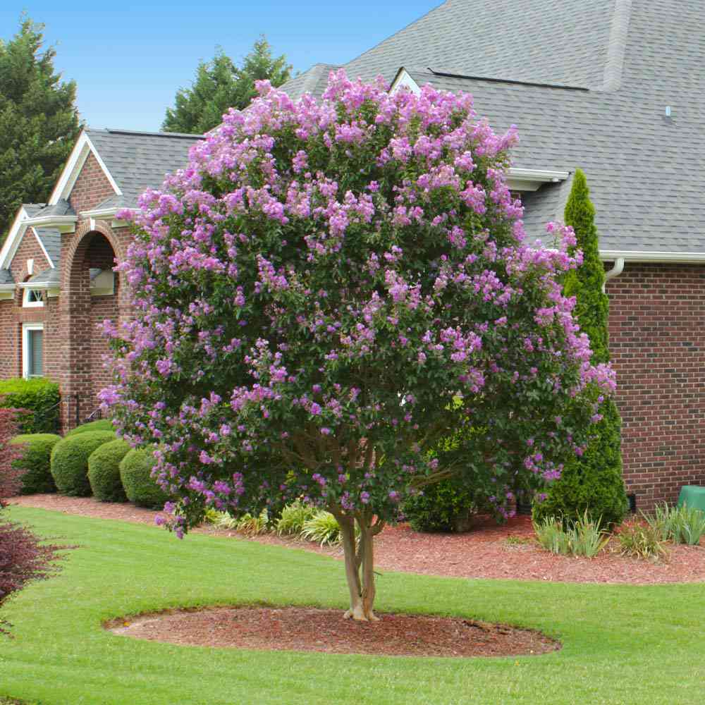 Liliac Indian Seaburn (Lagerstroemia), arbore de vara cu flori roz-carmine, inflorire lunga, port compact
